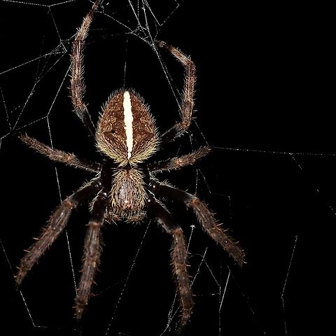 Australian garden orb weaver spider Found this guy, in my backyard.
Its a night shot Australian garden orb weaver spider,Eriophora transmarina