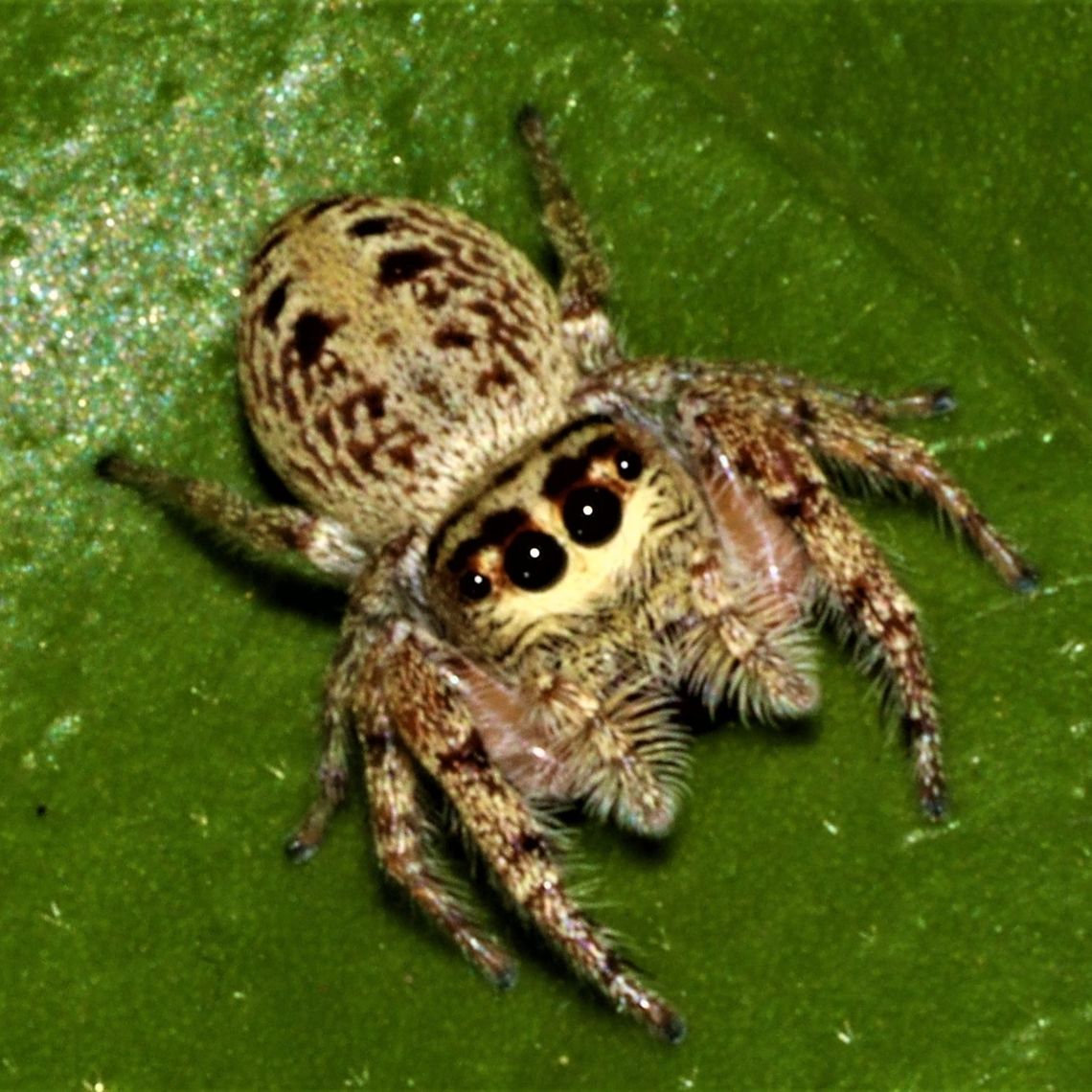 Jumping spider Found this little lady sitting in a camelia tree Geotagged