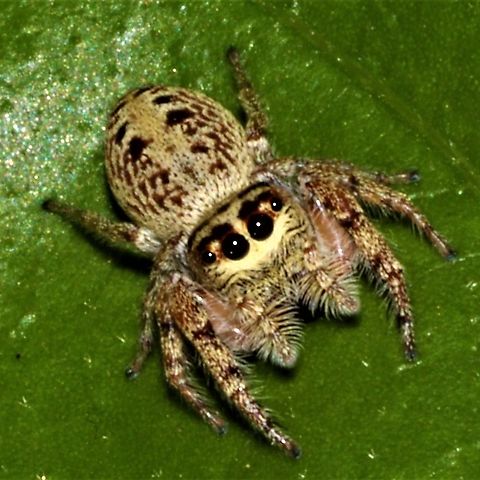 Jumping spider Found this little lady sitting in a camelia tree Geotagged