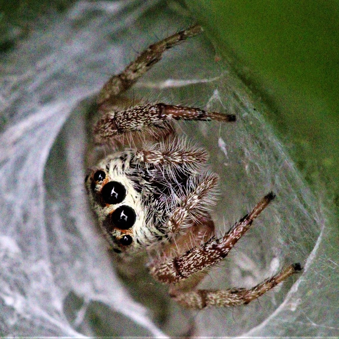 IMG_20201108_170621_996  Australia,Geotagged