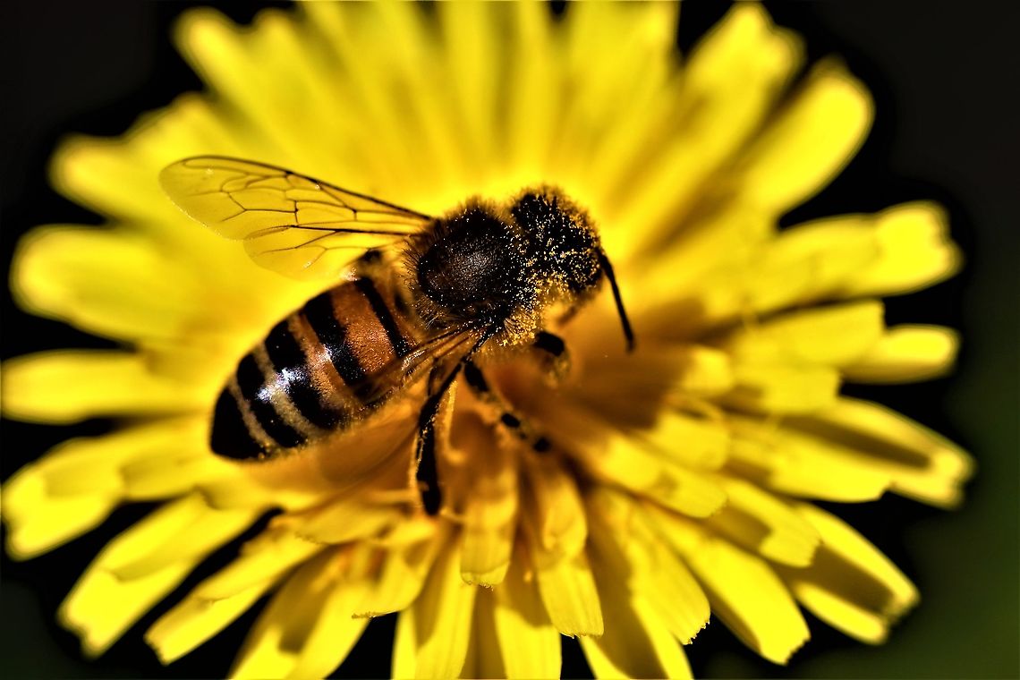 IMG_1660 Honey Bee in my garden Apis mellifera,Australia,Geotagged,Summer,Western honey bee,Winter