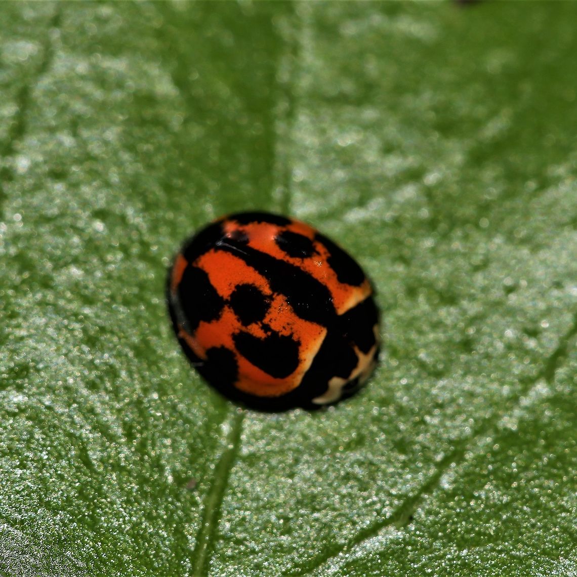My backyard. Australian ladybird Australia,Coelophora inaequalis,Common Australian Ladybird,Geotagged