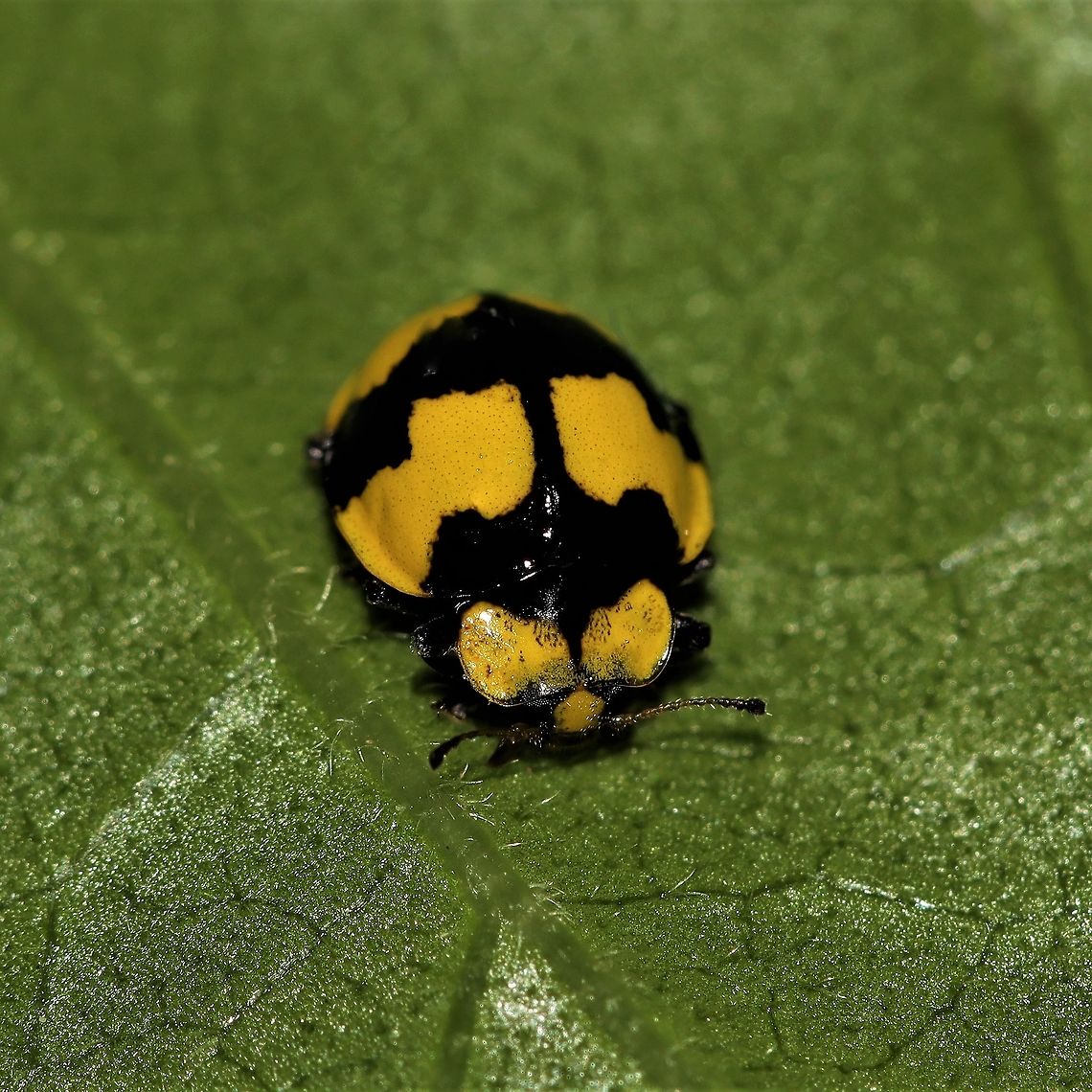 Another ladybird in my backyard This one was found on another hibiscus.  Australia,Fungus-eating Ladybird,Geotagged,Illeis galbula