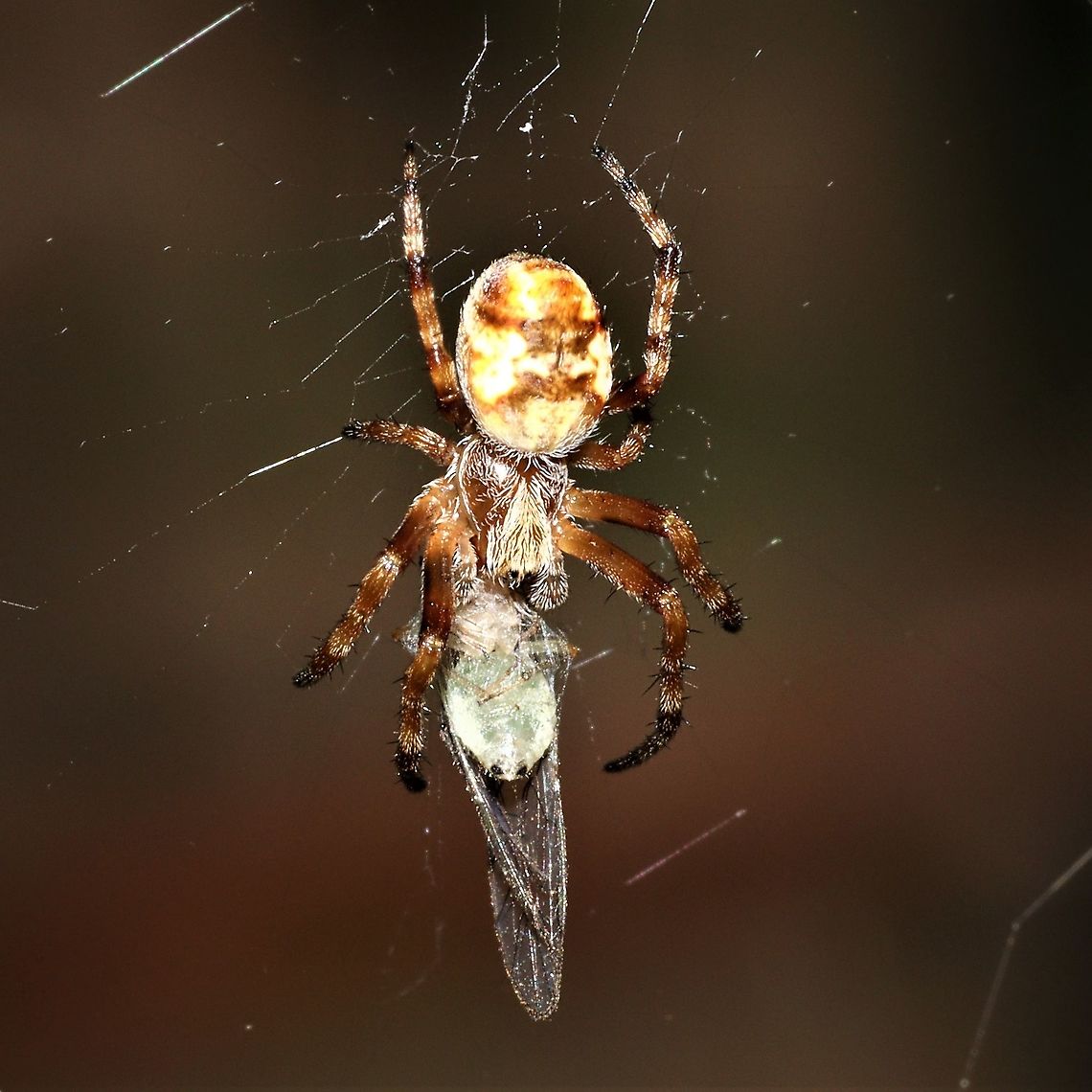 My backyard. Another Orb weaver, unsure of type.  Australia,Geotagged