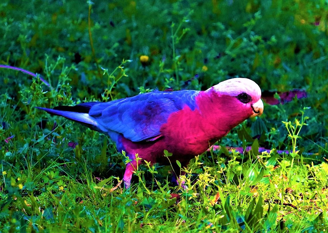 The iconic Galah Found this fella at a local park Australia,Eolophus roseicapilla,Galah,Geotagged,Winter
