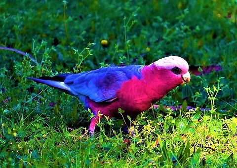 The iconic Galah Found this fella at a local park Australia,Eolophus roseicapilla,Galah,Geotagged,Winter