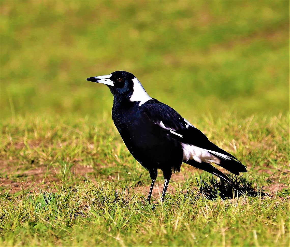 Mr Magpie Happy to pose for a photo.  Australia,Australian magpie,Geotagged,Gymnorhina tibicen,Winter