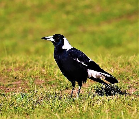 Mr Magpie Happy to pose for a photo.  Australia,Australian magpie,Geotagged,Gymnorhina tibicen,Winter