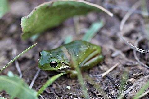Kermit the frog Found in local bush regeneration program.  Australia,Geotagged,Litoria infrafrenata,Spring,White-lipped tree frog