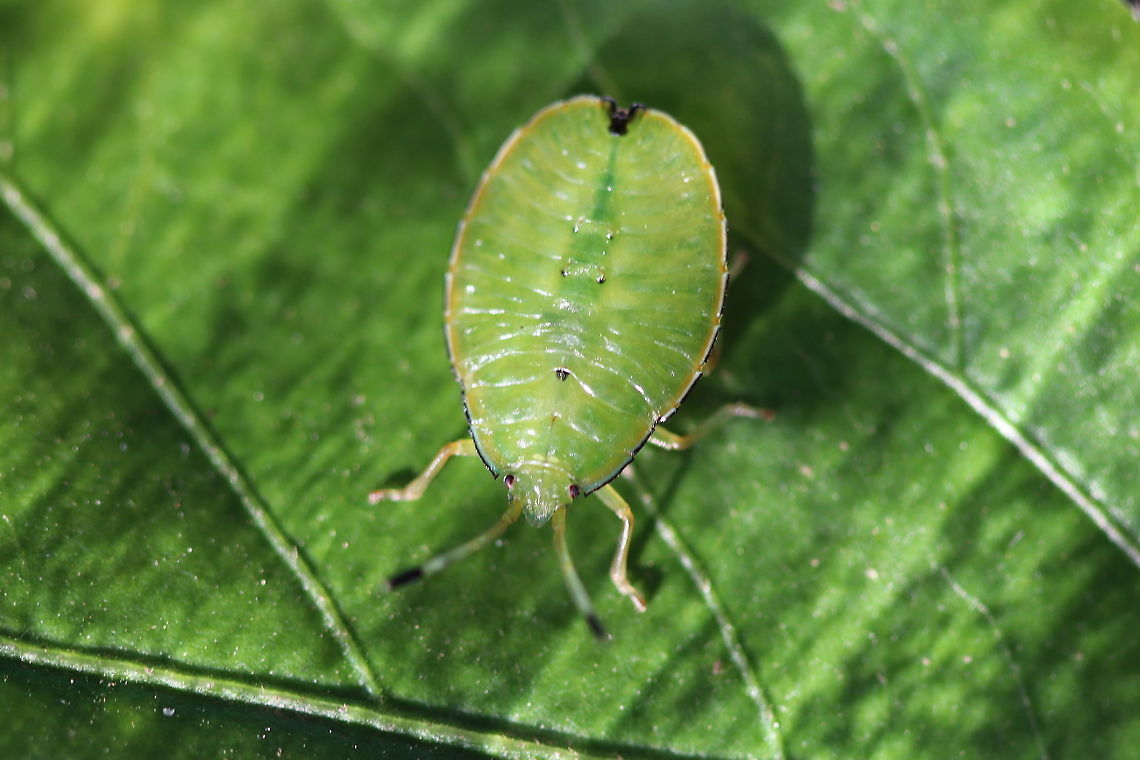 Stink bug ? Australian green stink bug Australia,Chinavia hilaris,Geotagged,Green stink bug,Spring