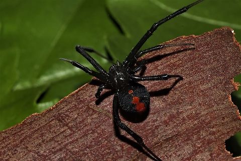 Redback Who knew they could run so fast Australia,Geotagged,Latrodectus hasseltii,Redback spider,Spring