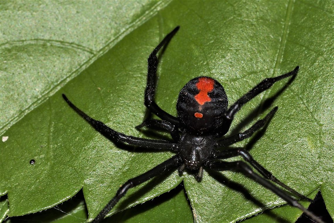 Redback on leaf I was lifting a piece of bark and found this little chappy.  Australia,Geotagged,Latrodectus hasseltii,Redback spider,Spring