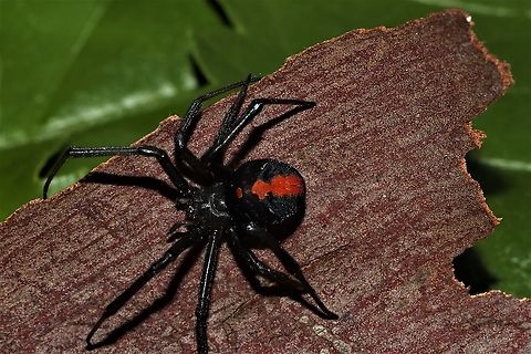 Redback on bark Found this guy under some bark.  Australia,Geotagged,Latrodectus hasseltii,Redback spider,Spring