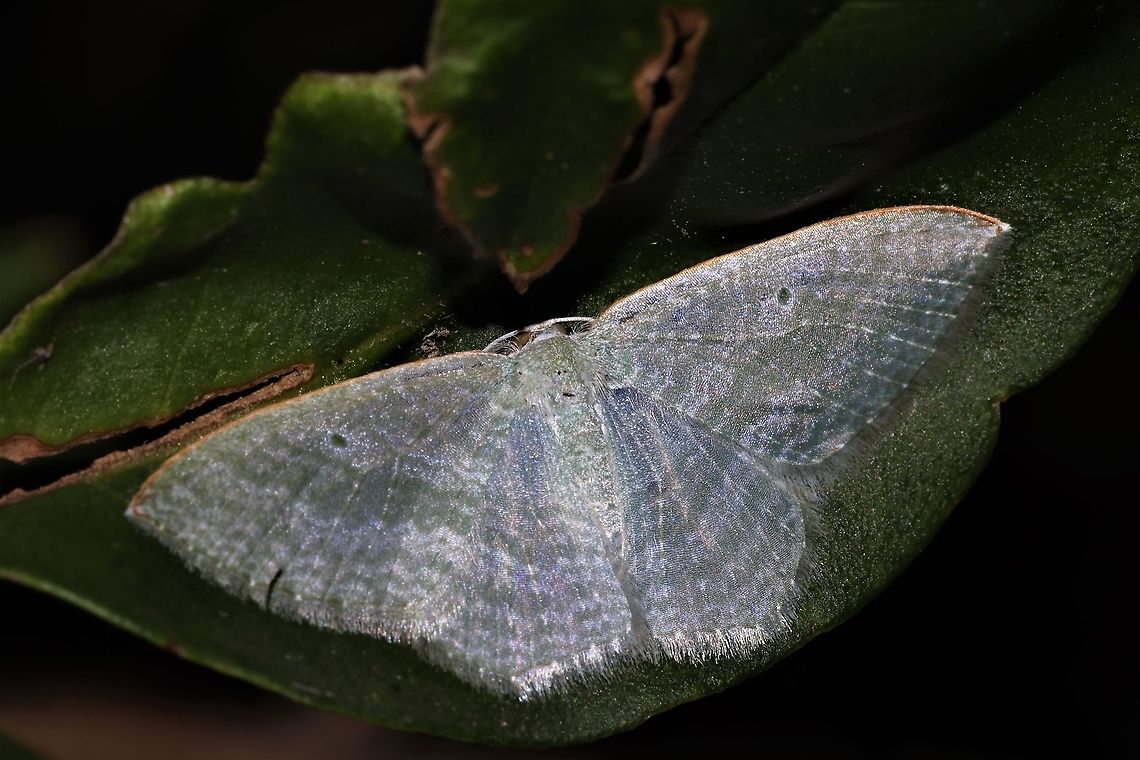 Moth Man A friendly moth who visited this morning Australia,Geotagged,Poecilasthena thalassias,Spring