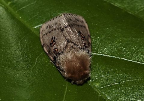 Moth Girl. Found this little girl,  in my laundry. 
 Australia,Geotagged,Leptocneria reducta,Spring