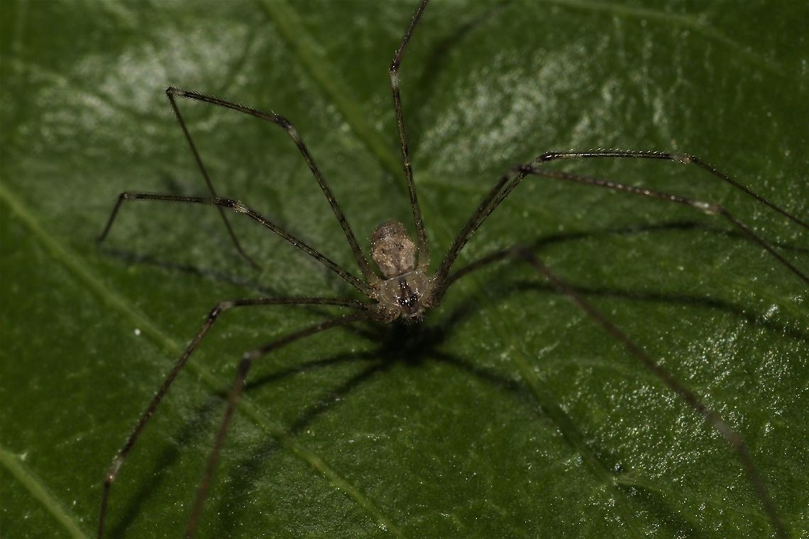 The fastest spider ever. Lol Daddy longlegs.   Australia,Geotagged,Longbodied cellar spider,Phalangium opilio,Spring