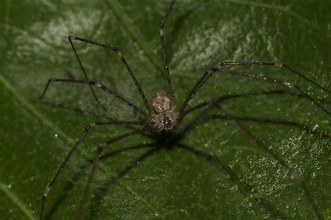 The fastest spider ever. Lol Daddy longlegs. Australia,Geotagged,Longbodied cellar spider,Phalangium opilio,Spring
