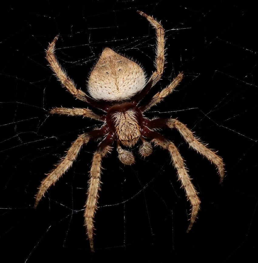 Garden Orb Spider Another who has moved in. ???? Australia,Eriophora pustulosa,Eriophora sp,Geotagged,Spring