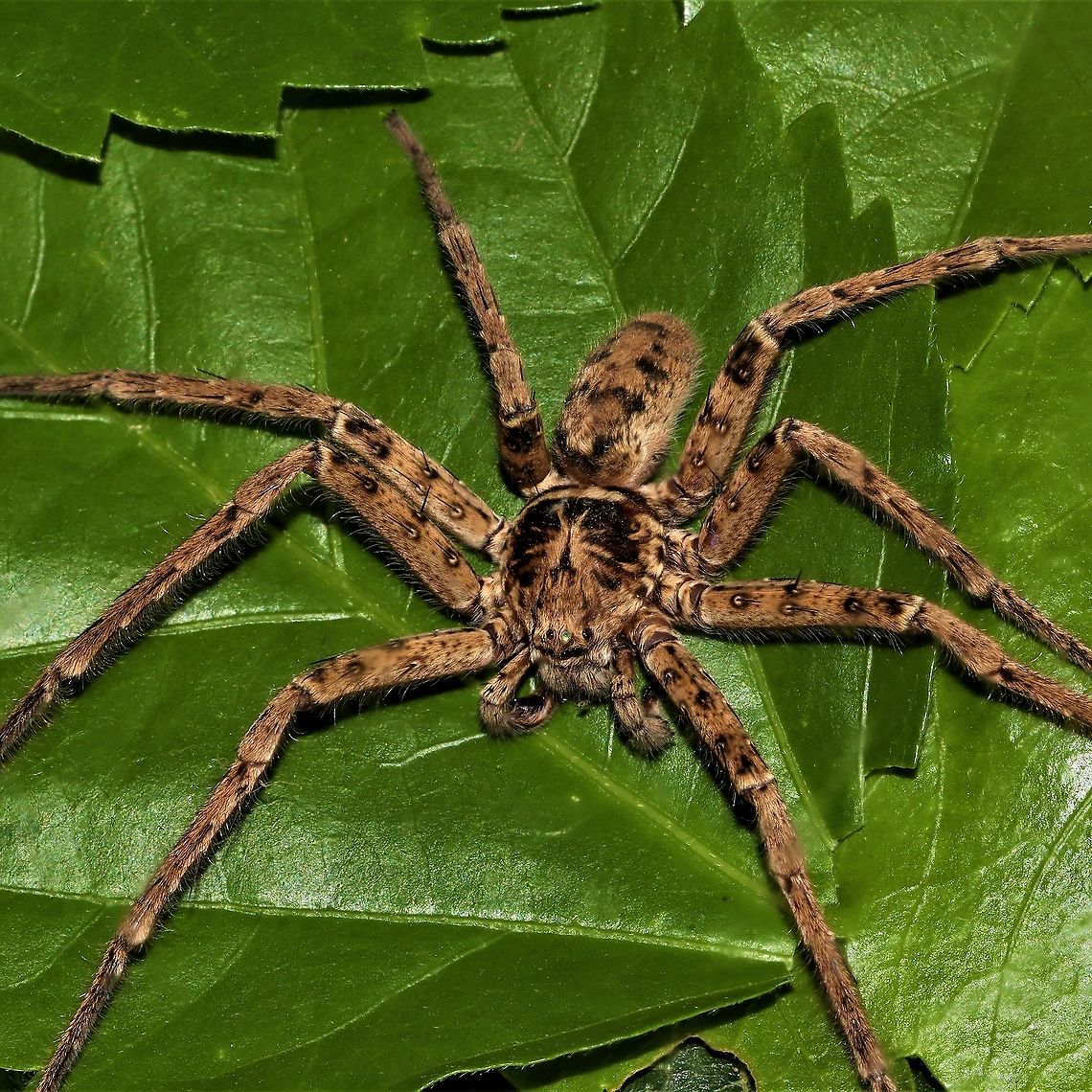 Big Daddy Jungle Huntsman Big Huntsman,  Leg span about 5&quot; Australia,Geotagged