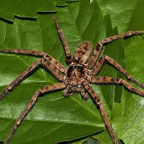 Big Daddy Jungle Huntsman Big Huntsman,  Leg span about 5" Australia,Geotagged