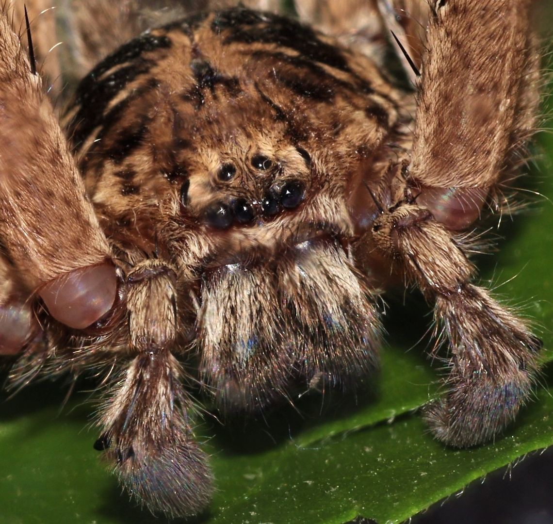 Jungle Huntsman Very fast moving subject.  Australia,Geotagged