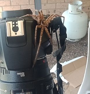 New Photographer Not sure who the photographer is. ???? Australia,Geotagged