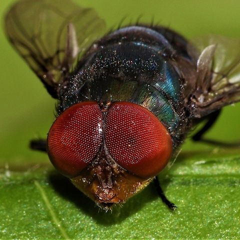 ? Oriental latrine fly Such big eyes you have Australia,Chrysomya megacephala,Geotagged,Oriental Latrine Fly