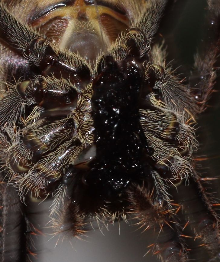 Garden Orb Weaver spider. My little mate,snacking on a fly, he had just caught.  Australia,Australian garden orb weaver spider,Eriophora transmarina,Geotagged,Spring