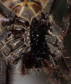 Garden Orb Weaver spider. My little mate,snacking on a fly, he had just caught.  Australia,Australian garden orb weaver spider,Eriophora transmarina,Geotagged,Spring