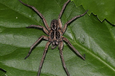 Wolf Man Australian Wolf Spider Arctosa littoralis,Australia,Beach wolf spider,Geotagged,Spring