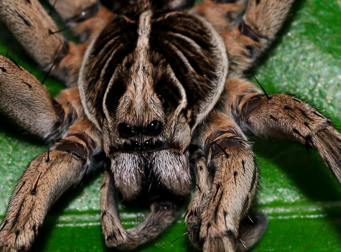 Wolf Man 2 Close up Australia,Geotagged,Spring