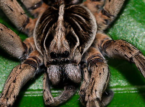 Wolf Man 2 Close up Australia,Geotagged,Spring