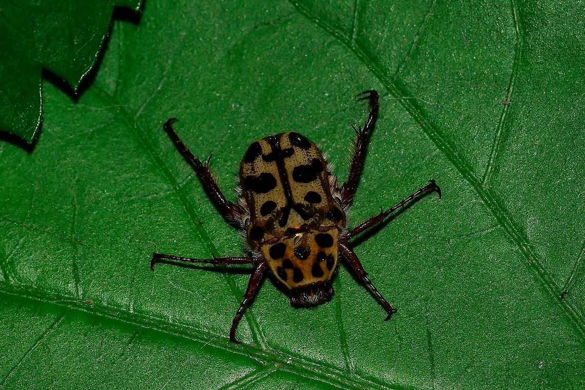 Puncate Flower Chaffer Found in one of my roses.  Australia,Geotagged,Neorrhina punctata,Spotted Flower Chafer,Spring