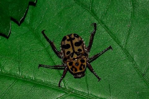 Puncate Flower Chaffer Found in one of my roses.  Australia,Geotagged,Neorrhina punctata,Spotted Flower Chafer,Spring