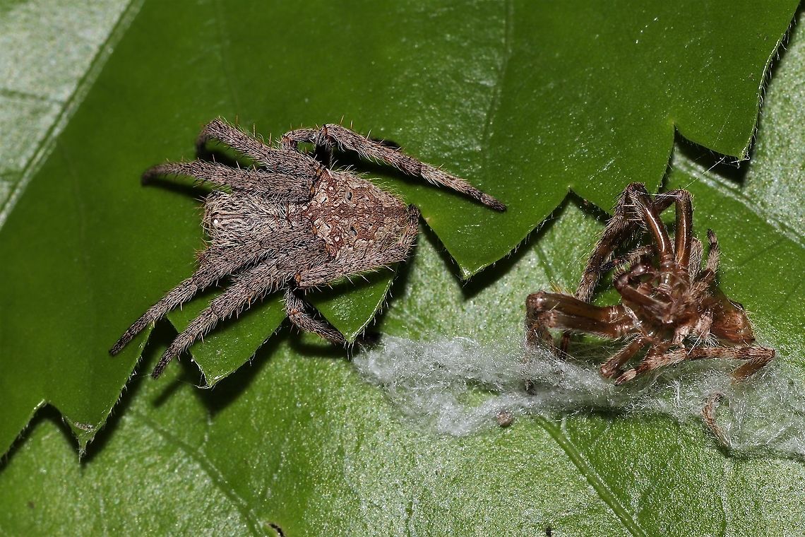 Garden Orb Weaver and her exoskeleton I must of just missed her getting out.  Australian.  Australia,Eriophora pustulosa,Geotagged,Knobbled Orbweaver,Summer