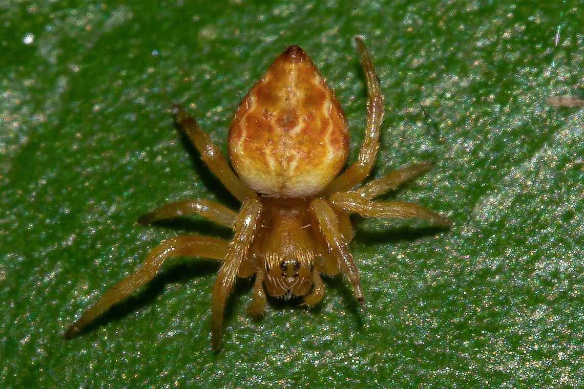 Garden Orb Weaver. Very young, Garden Orb Weaver. <br />
Australia.  Australia,Brisbane Orb Weaver,Geotagged,Salsa brisbanae,Summer