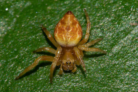 Garden Orb Weaver. Very young, Garden Orb Weaver. 
Australia.  Australia,Brisbane Orb Weaver,Geotagged,Salsa brisbanae,Summer