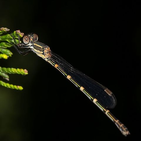 Australian Wandering Damselfly  Australia,Austrolestes leda,Azure Damselfly,Coenagrion puella,Common Winter Damselfly,Emerald damselfly,Geotagged,Lestes sponsa,Sympecma fusca,Wandering Ringtail