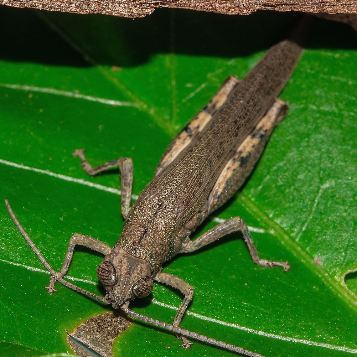 Ahh! Grasshopper Well hidden until i spotted him jumping.  Australia,Geotagged,Pardillana limbata