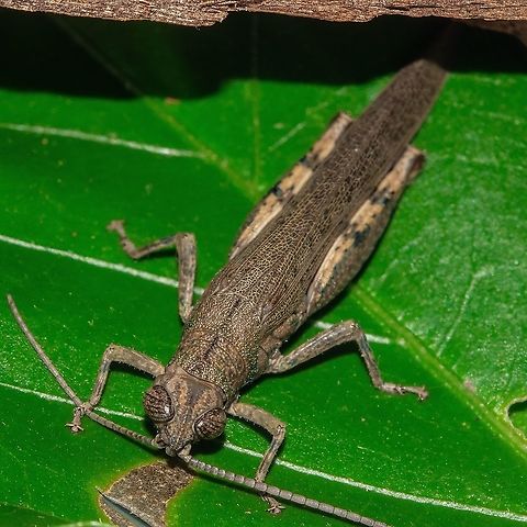 Ahh! Grasshopper Well hidden until i spotted him jumping.  Australia,Geotagged,Pardillana limbata