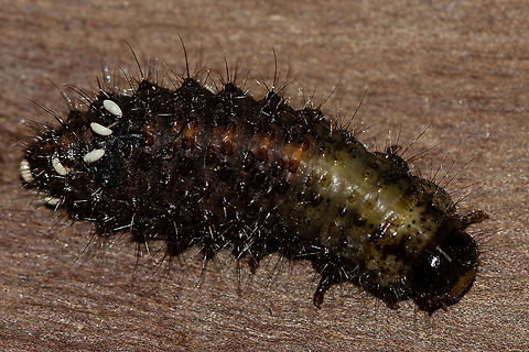 Leaf Beetle Grub This fellow seems to have Tachnid eggs, deposited on his back.  Australia,Geotagged,Summer