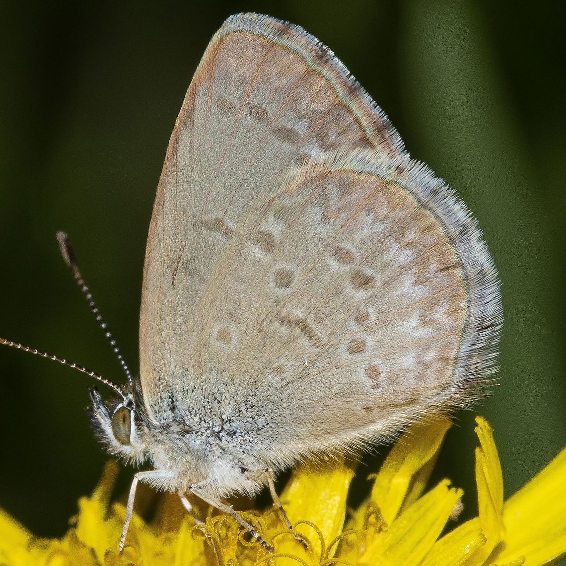 Lesser Grass Blue Butterfly Backyard sitting on a dandelion Australia,Geotagged,Lesser grass blue,Zizina otis