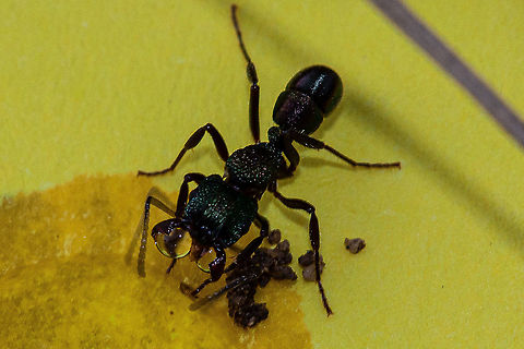Green Head Ant Having a drink of water off a piece of cardboard.  Australia,Geotagged,Green-head ant,Rhytidoponera metallica,Summer