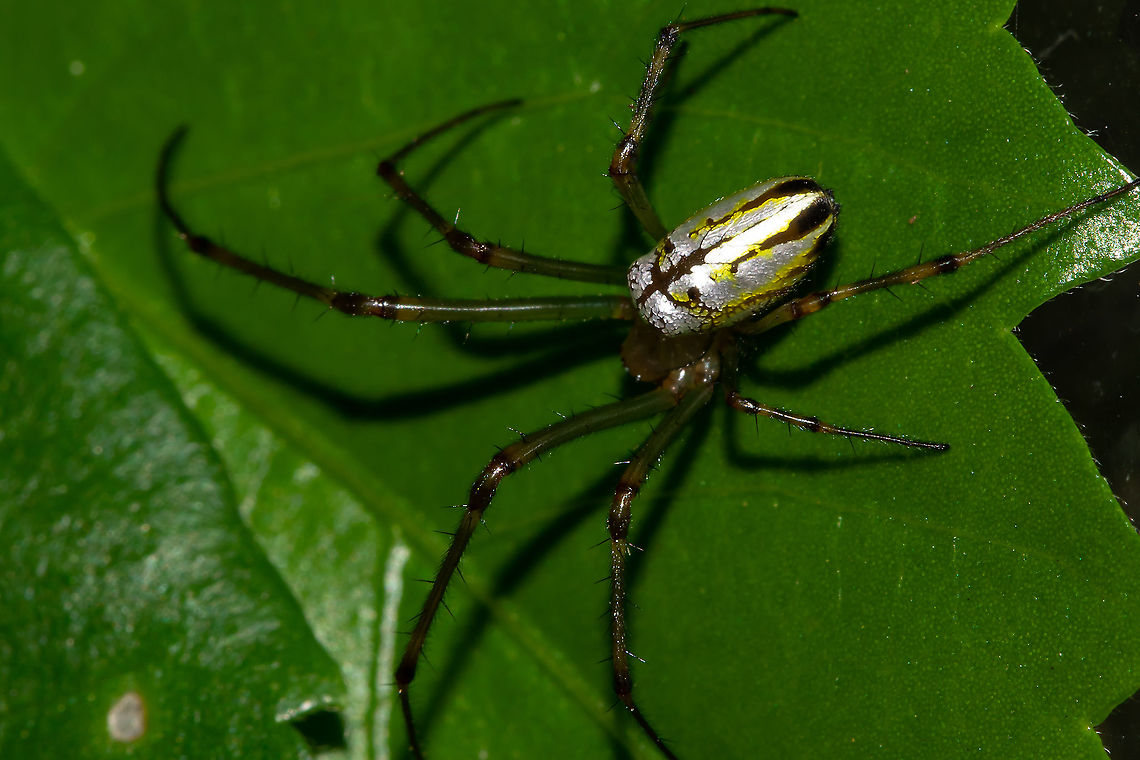 Silver Orb Weaver Found a new one.  Australia,Geotagged,Humped Silver Orb Spider,Leucauge dromedaria,Summer