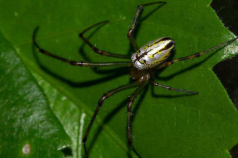 Silver Orb Weaver Found a new one.  Australia,Geotagged,Humped Silver Orb Spider,Leucauge dromedaria,Summer