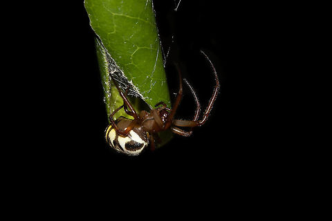 Leaf Curling Spider  Australia,Geotagged,Summer