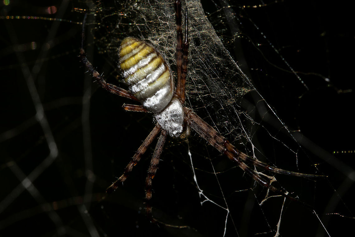 Banded garden spider.  (Argiope trifasciata,Argiope aurantia,Argiope trifasciata,Australia,Geotagged,Summer,Yellow Garden Spider
