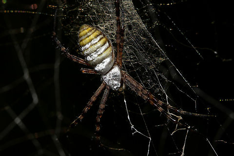 Banded garden spider.  (Argiope trifasciata,Argiope aurantia,Argiope trifasciata,Australia,Geotagged,Summer,Yellow Garden Spider