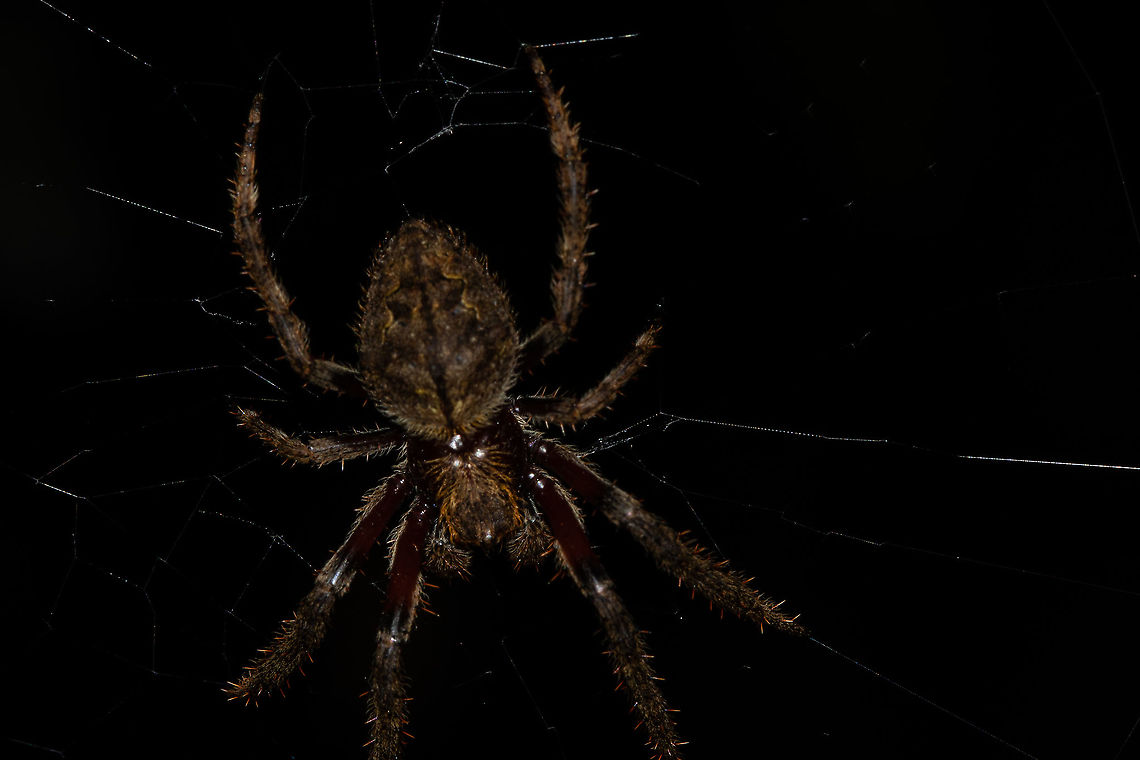 Garden Orb Weaver  Australia,Eriophora pustulosa,Eriophora sp,Geotagged,Summer