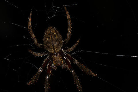 Garden Orb Weaver  Australia,Eriophora pustulosa,Eriophora sp,Geotagged,Summer